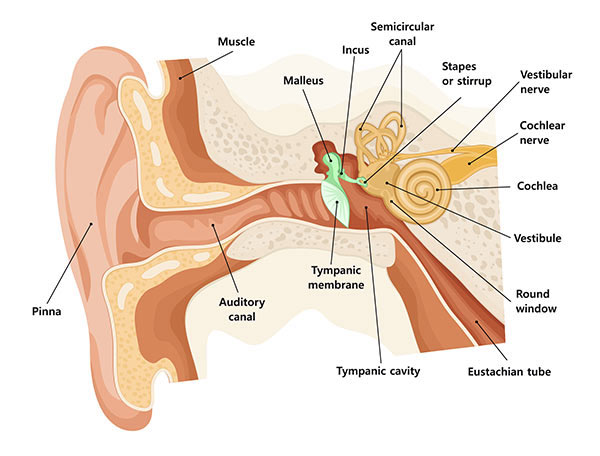 ear and nose anatomy